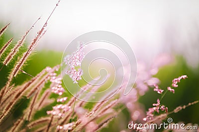 Closeup Meadow with Flowers during in the evening. Stock Photo