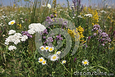 Closeup of meadow plants and flowers Stock Photo