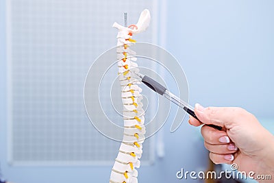 Closeup medical doctor woman pointing on Cervical spine model. Healthcare concept. Selective focus Stock Photo