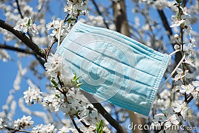 Closeup medical mask on white blossom apricot tree Stock Photo