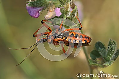 Closeup on a Mediterranean red assassin bug, Rhynocoris iracundus, sitting in the vegetation Stock Photo