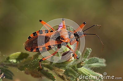 Closeup on a Mediterranean red assassin bug, Rhynocoris iracundus, sitting in the vegetation Stock Photo