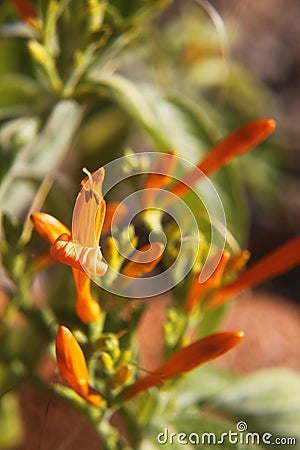 Honeysuckle mexican 4425 Stock Photo