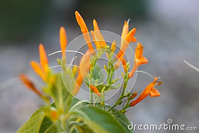 Honeysuckle mexican 4221 e Stock Photo