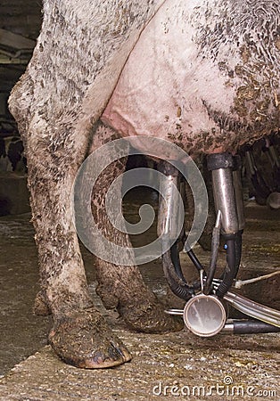 Closeup of Milk Suction Tubes for Milking Cow Stock Photo
