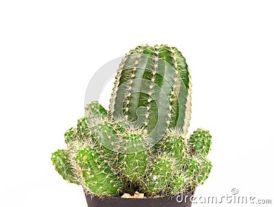 Closeup mini cactus isolated on white background Stock Photo