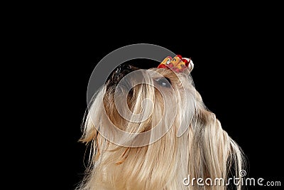 Closeup Mini Yorkshire Terrier Dog Looking up isolated Black background Stock Photo