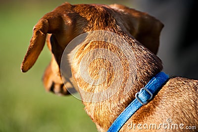 Closeup of Miniature Dachshund looking away Stock Photo