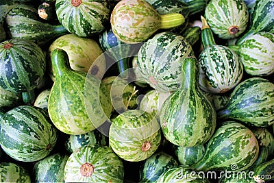 Many little green pumpkins Stock Photo