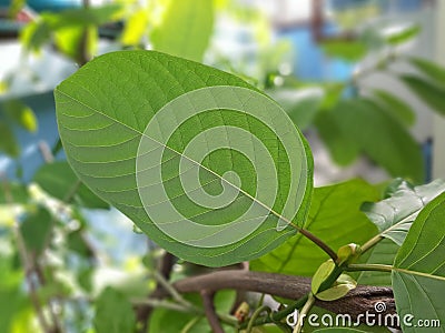 Closeup Mitragynine, Mitragyna speciosa, Kratom green leaf Stock Photo