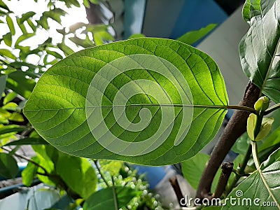 Closeup Mitragynine, Mitragyna speciosa, Kratom green leaf, sunshine on the back of leaf Stock Photo