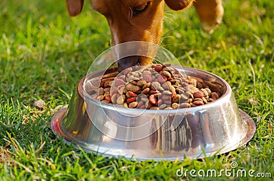 Closeup mixed breed dog eating from metal bowl with fresh crunchy food sitting on green grass, animal nutrition concept Stock Photo