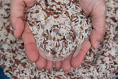 Closeup Mixed White and brown rice, colorful rice grain in hand Stock Photo