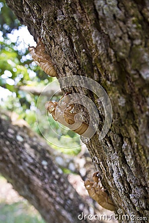 Molt of Cicada on tree bark Stock Photo