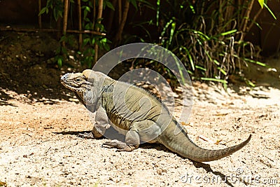 Closeup of a Mona ground iguana (Cyclura stejnegeri) sitting on the ground Stock Photo