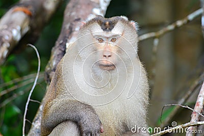 Closeup Monkey portrait Stock Photo