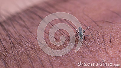 Closeup of mosquito biting human skin. Stock Photo