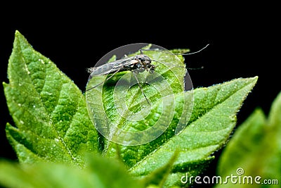 Mosquito on a leaf Stock Photo