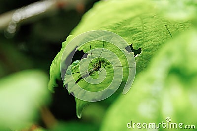 Closeup of a mosquito perched on a green leaf Stock Photo