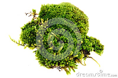 Closeup moss Stock Photo