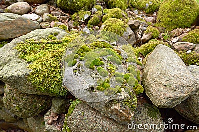 Closeup of moss growing on rough rocky terrain in a forest. A quiet calm environment with green plants covering boulders Stock Photo