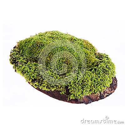 Closeup moss Stock Photo