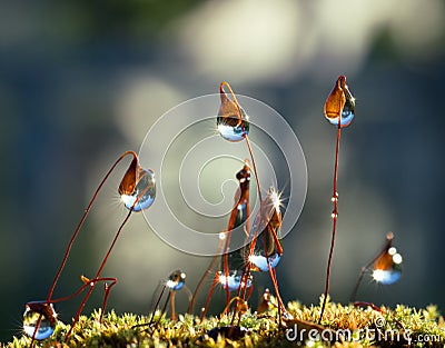 Closeup moss with Sun beams in forest Stock Photo