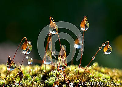 Closeup moss and the sun rays in drops Stock Photo