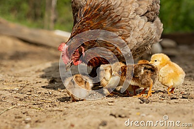 Closeup of a mother chicken with its baby chicks on the farm. Hen with baby chickens Stock Photo