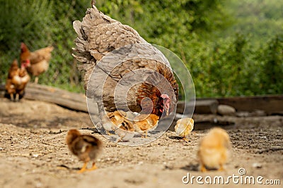 Closeup of a mother chicken with its baby chicks on the farm. Hen with baby chickens Stock Photo