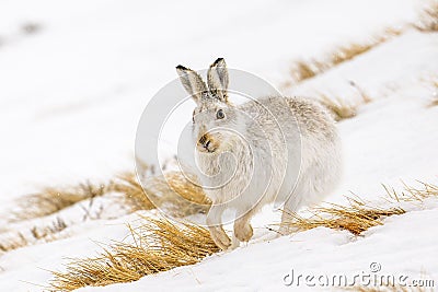 Closeup of a mountain hare running in the white snow Stock Photo