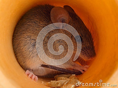 Closeup mouse hides inside a hole Stock Photo