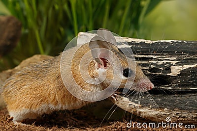 Closeup mouse hunts on insect Stock Photo