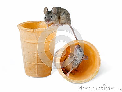 Closeup the mouse sits on top of empty wafer cone and second mouse inside another cone Stock Photo
