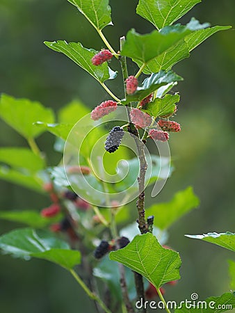 The mulberry fruit is a multiple fruit Stock Photo