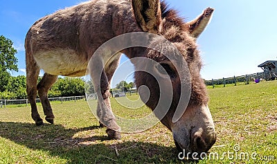 Closeup of a mule grazing in a grassy field on a sunny day Stock Photo