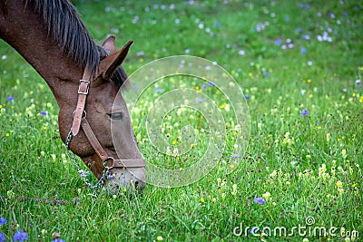 Closeup of mule in profile wearing a halter grazing on blooming wildflower and grass in a mountain meadow Stock Photo