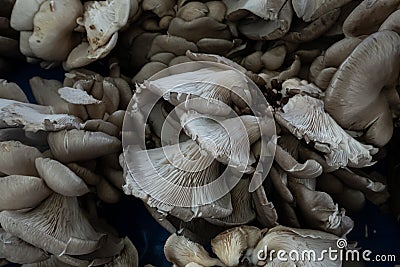 Closeup of mushrooms for sale Stock Photo