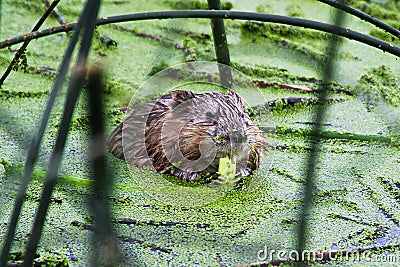 Closeup of a muskrat eating green reeds Stock Photo