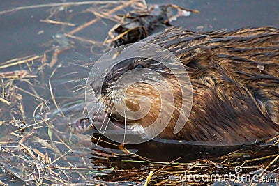 Closeup of a muskrat head Stock Photo