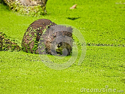 Closeup of Muskrat Sitting in Pond Covered in Duckweed with Leaves Stuck to Rodent's Fur Stock Photo