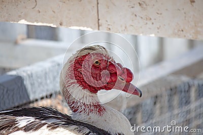 Closeup of a musky duck Cairina Moschata Stock Photo