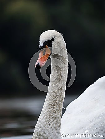 Closeup of a mute swan on Vltava river in Prague Czech Republic Stock Photo
