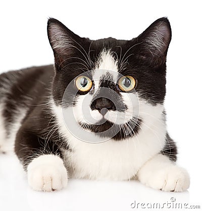 Closeup muzzle cat. isolated on white background Stock Photo