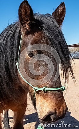 Closeup of the muzzle, forehead, eye, and mane of a part Friesian horse Stock Photo