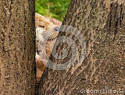 Closeup of the muzzle of a sleeping North American river otter & x28;Lontra canadensis& x29; behind a tree Stock Photo