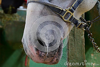 Closeup muzzle of white horse Stock Photo