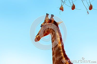 Closeup namibian giraffe on blue sky background Stock Photo