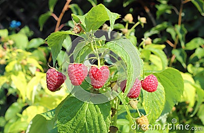 Closeup of the natural raspberries bush in the garden Stock Photo