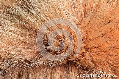 Closeup of natural silver fox fur. Nice background Stock Photo